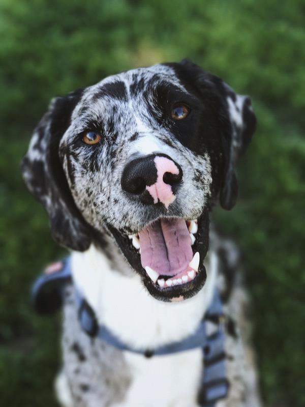 /Images/uploads/Humane Society of Utah/HSU2018/entries/4527thumb.jpg